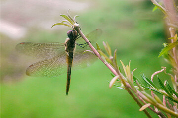 A dragonfly resting on a branch