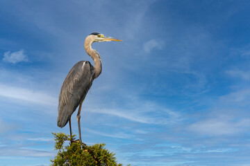 Gray heron in Parco Naturale della Maremma, Tuscany, Italy