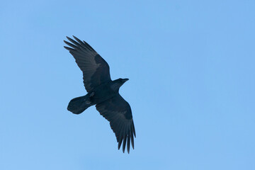 Common Raven, Raaf, Corvus corax ssp. corax