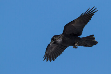 Common Raven, Raaf, Corvus corax ssp. corax