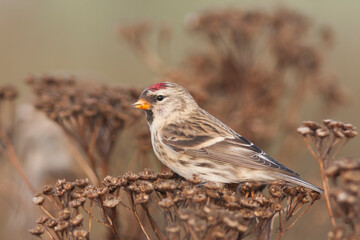 Grote Barmsijs, Mealy Redpoll, Carduelis flammea flammea