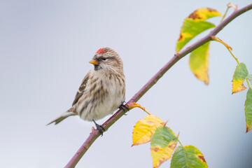 Grote Barmsijs, Mealy Redpoll, Carduelis flammea flammea