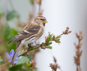 Fototapeta premium Grote Barmsijs, Mealy Redpoll, Carduelis flammea flammea