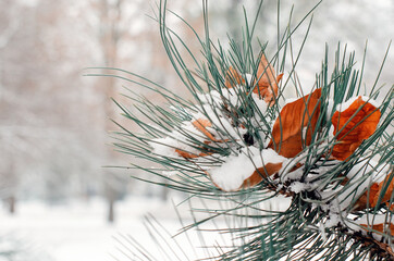 close up of a pine branch with leaves under the snow