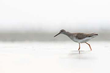 Tureluur, Common Redshank, Tringa totanus