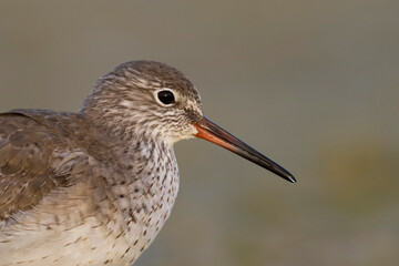 Tureluur, Common Redshank, Tringa totanus ussuriensis