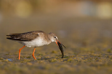 Tureluur, Common Redshank, Tringa totanus ussuriensis