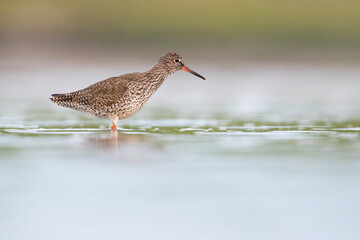 Tureluur, Common Redshank, Tringa totanus