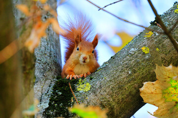 A red squirrel on a tree