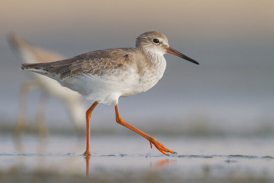 Tureluur, Common Redshank, Tringa totanus ussuriensis