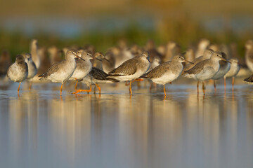 Tureluur, Common Redshank, Tringa totanus ussuriensis