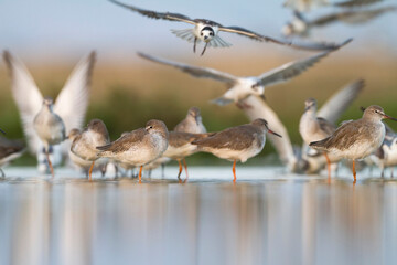 Tureluur, Common Redshank, Tringa totanus ussuriensis