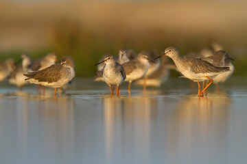 Tureluur, Common Redshank, Tringa totanus ussuriensis
