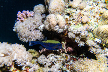 bright beautiful fish of the Red Sea in a natural environment on a coral reef