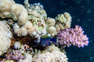 bright beautiful fish of the Red Sea in a natural environment on a coral reef