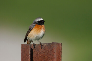 Gekraagde Roodstaart, Common Redstart, Phoenicurus phoenicurus