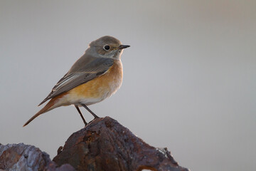 Gekraagde Roodstaart, Common Redstart, Phoenicurus phoenicurus