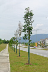 Obraz premium SEREMBAN, MALAYSIA -MARCH 5, 2020: Landscape work. New trees are planted and supported with support tools such as wood to prevent it from falling. This tool will be removed later. 