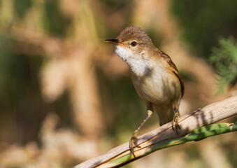 Oostelijke Kleine Karekiet, Caspian Reed Warber, Acrocephalus (scirpaceus) fuscus