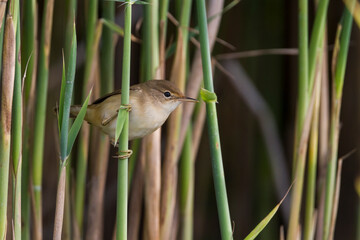 Eurasian Reed Warbler, Kleine Karekiet, Acrocephalus scirpaceus