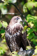 A common buzzard on a tree