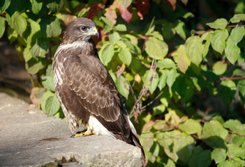 A common buzzard on a tree