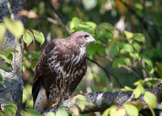 A common buzzard on a tree