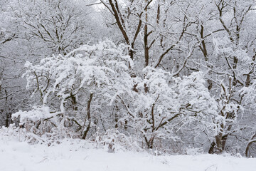 Snow covered tree branches in a Northumberland woodland, UK
