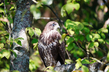 A common buzzard on a tree