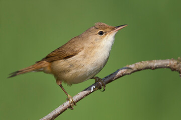 Kleine Karekiet, Eurasian Reed Warber, Acrocephalus scirpaceus