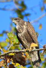A common buzzard on a tree
