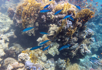 bright beautiful fish of the Red Sea in a natural environment on a coral reef