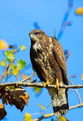 A common buzzard on a tree