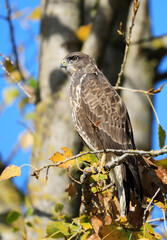 A common buzzard on a tree