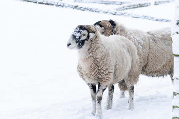 Swaledale rams in snow, Northumberland, UK - obrazy, fototapety, plakaty