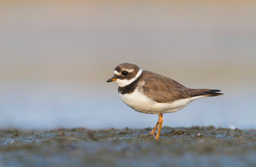 Bontbekplevier, Common Ringed Plover, Charadrius hiaticula