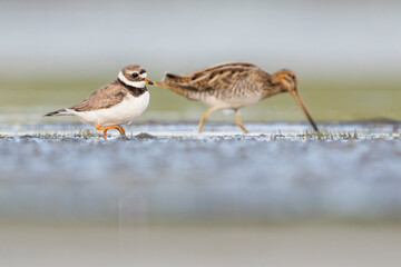 Bontbekplevier, Common Ringed Plover, Charadrius hiaticula