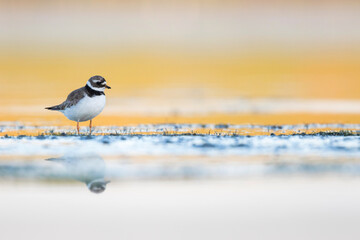 Bontbekplevier, Common Ringed Plover, Charadrius hiaticula