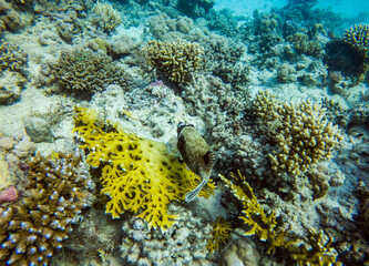 bright beautiful fish of the Red Sea in a natural environment on a coral reef