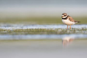 Bontbekplevier, Common Ringed Plover, Charadrius hiaticula