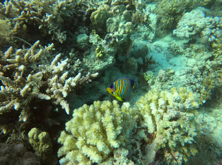 bright beautiful fish of the Red Sea in a natural environment on a coral reef