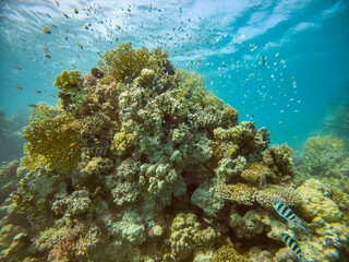 bright beautiful fish of the Red Sea in a natural environment on a coral reef