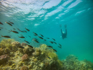 Fototapeta na wymiar diver takes pictures of fish on a coral reef in the Red Sea