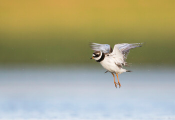 Bontbekplevier, Common Ringed Plover, Charadrius hiaticula