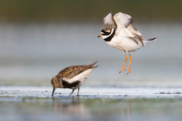 Bontbekplevier, Common Ringed Plover, Charadrius hiaticula