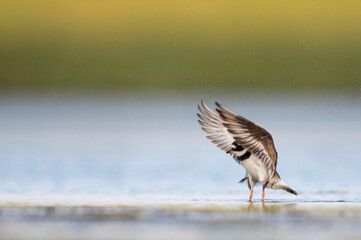Bontbekplevier, Common Ringed Plover, Charadrius hiaticula