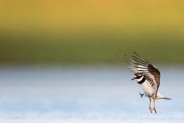 Bontbekplevier, Common Ringed Plover, Charadrius hiaticula