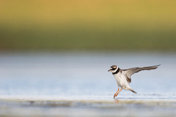Bontbekplevier, Common Ringed Plover, Charadrius hiaticula