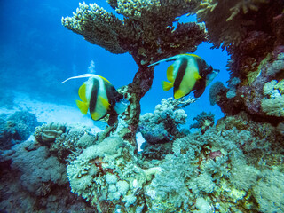 bright beautiful fish of the Red Sea in a natural environment on a coral reef