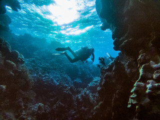 diver takes pictures of fish on a coral reef in the Red Sea